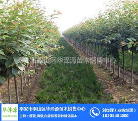 泰安市泰山区华泽源苗木销售中心 品质苗木，绿色未来