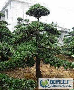 湖南绿化苗木造型罗汉松 从苗圃到园林的艺术升华