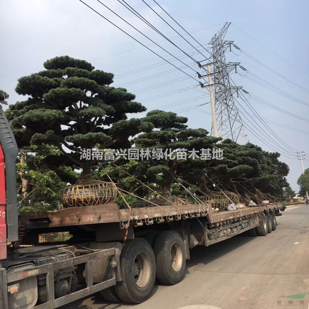 湖南富兴园林绿化苗木基地 优质苗木的绿色家园